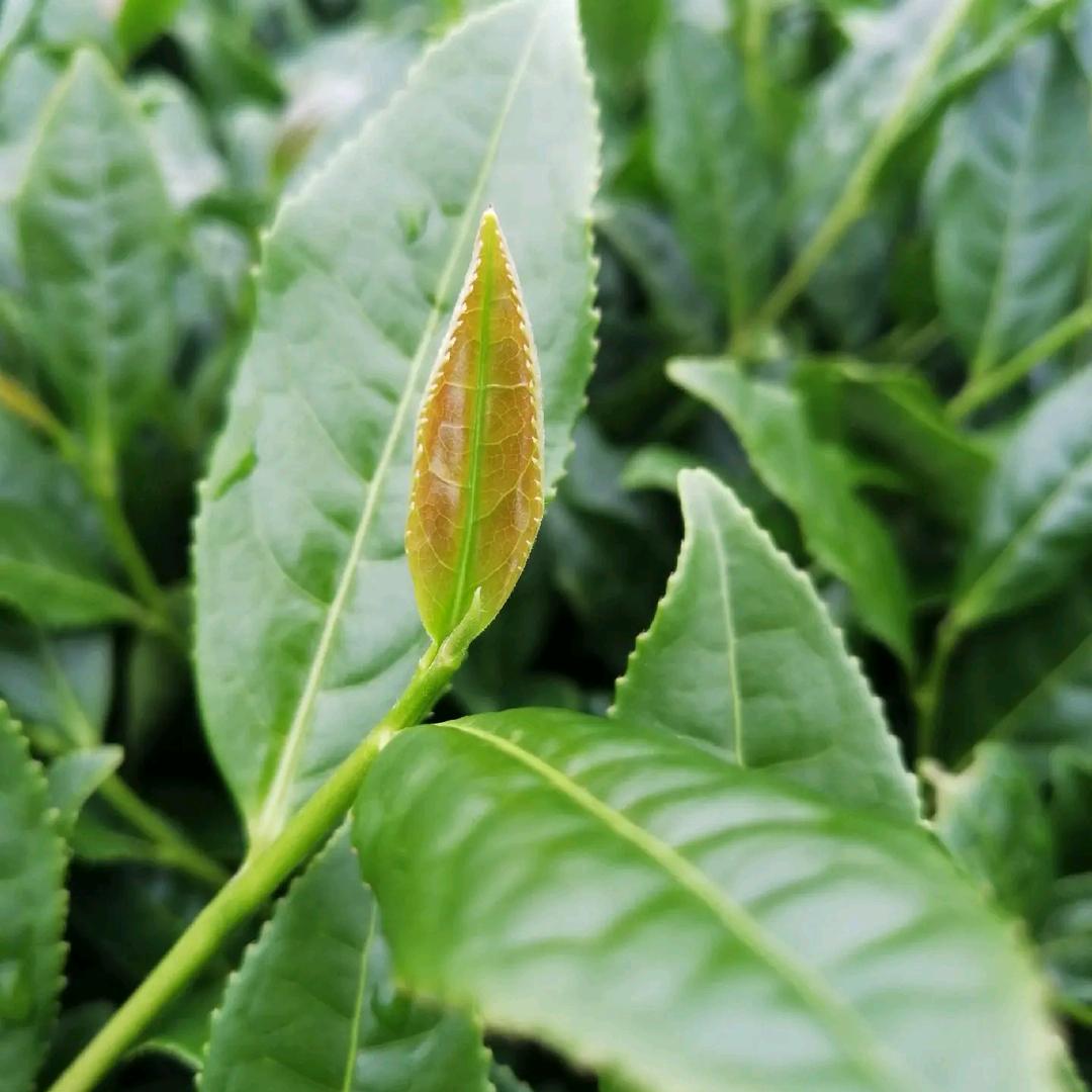 华民茗茶