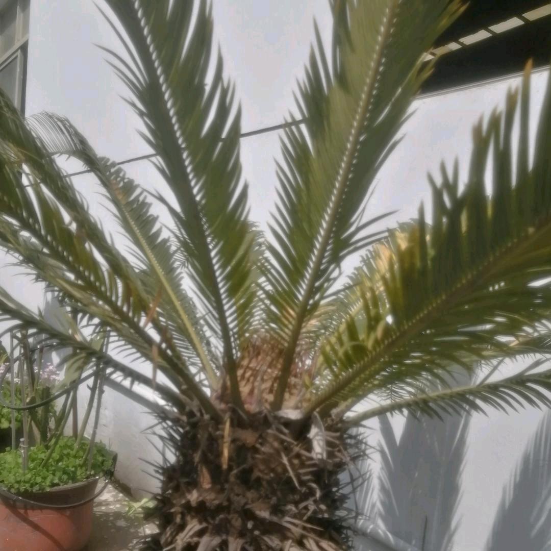 傻蛋等铁树开花