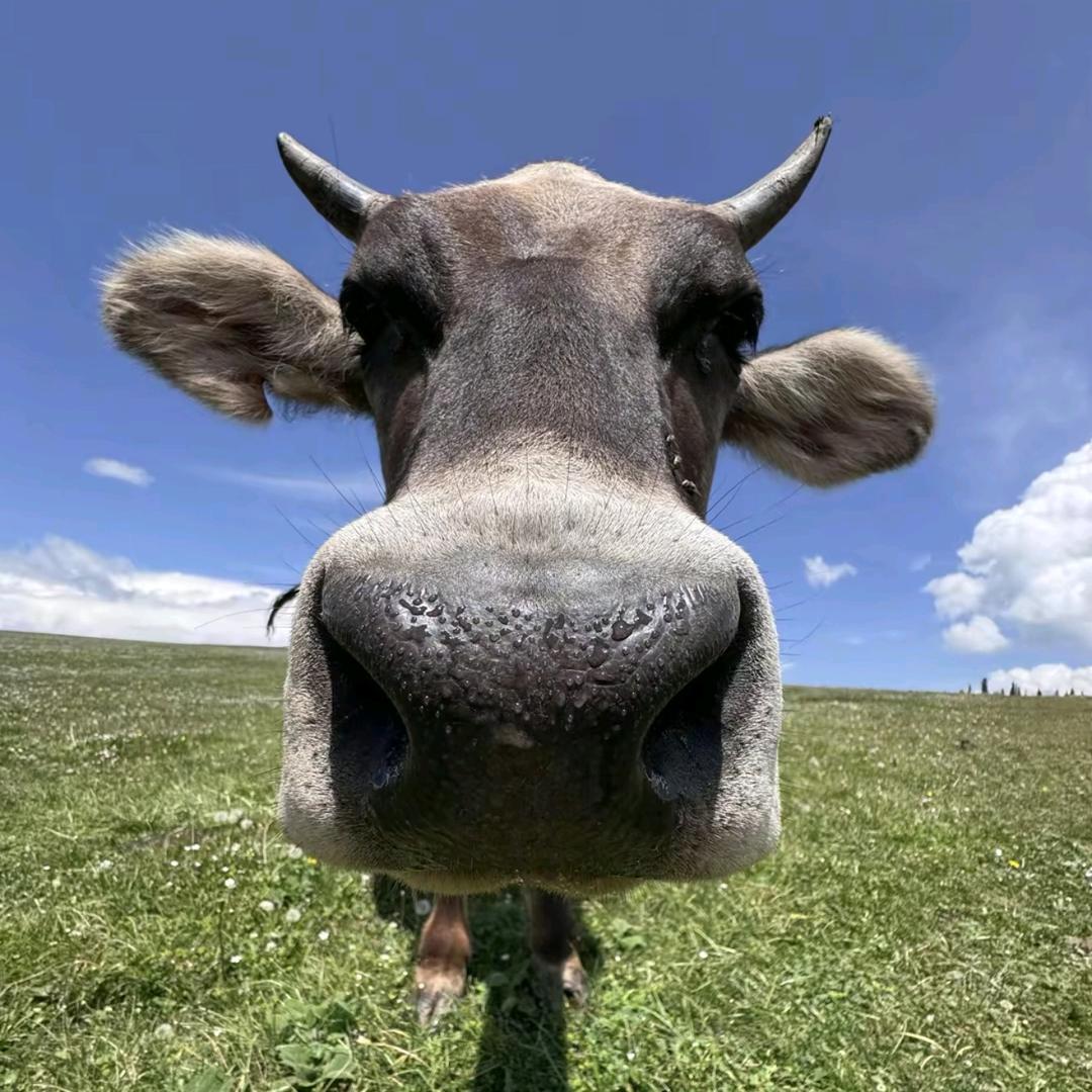 张学友.（成功进藏版）