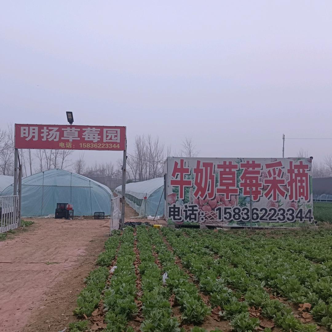 明扬草莓园🍓