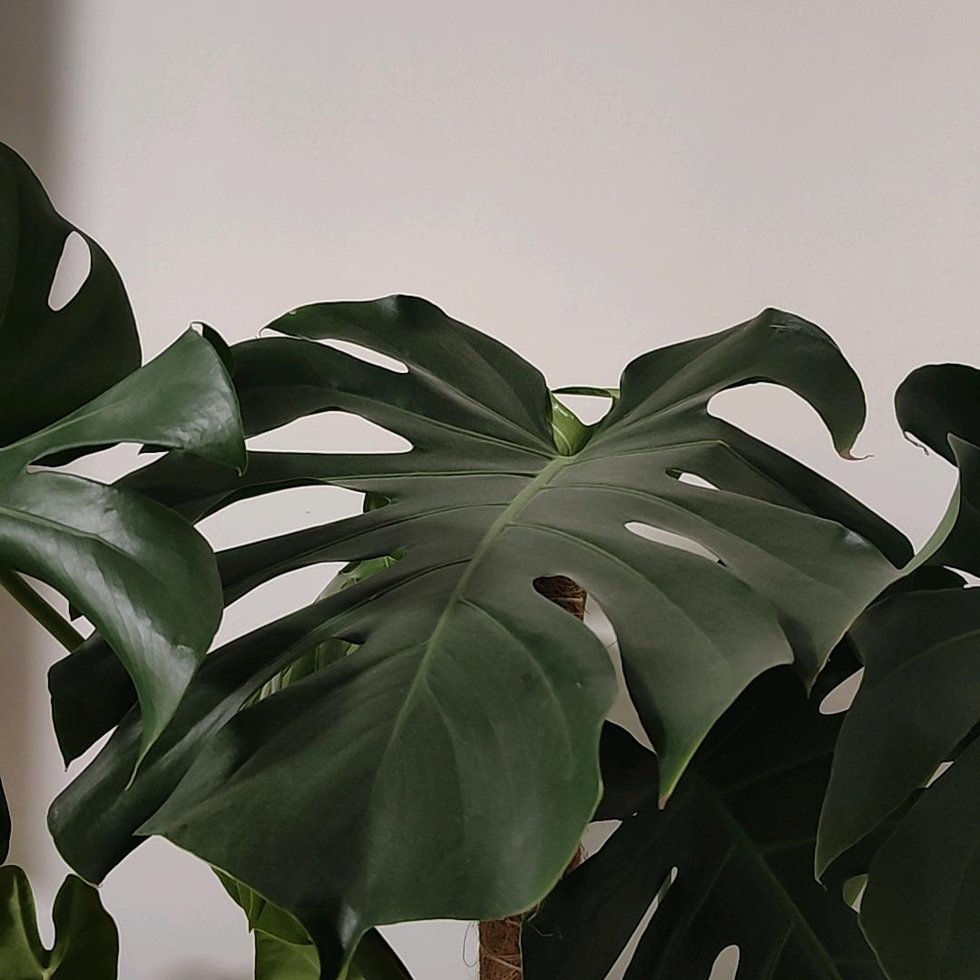 星海云庭植物园