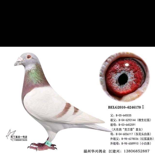 台湾~~海峡赛鸽