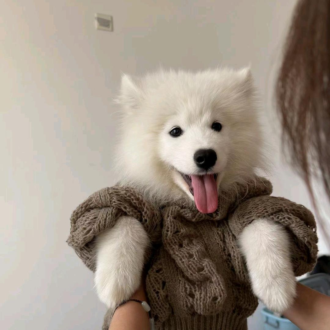 顶级射手（梦想板）