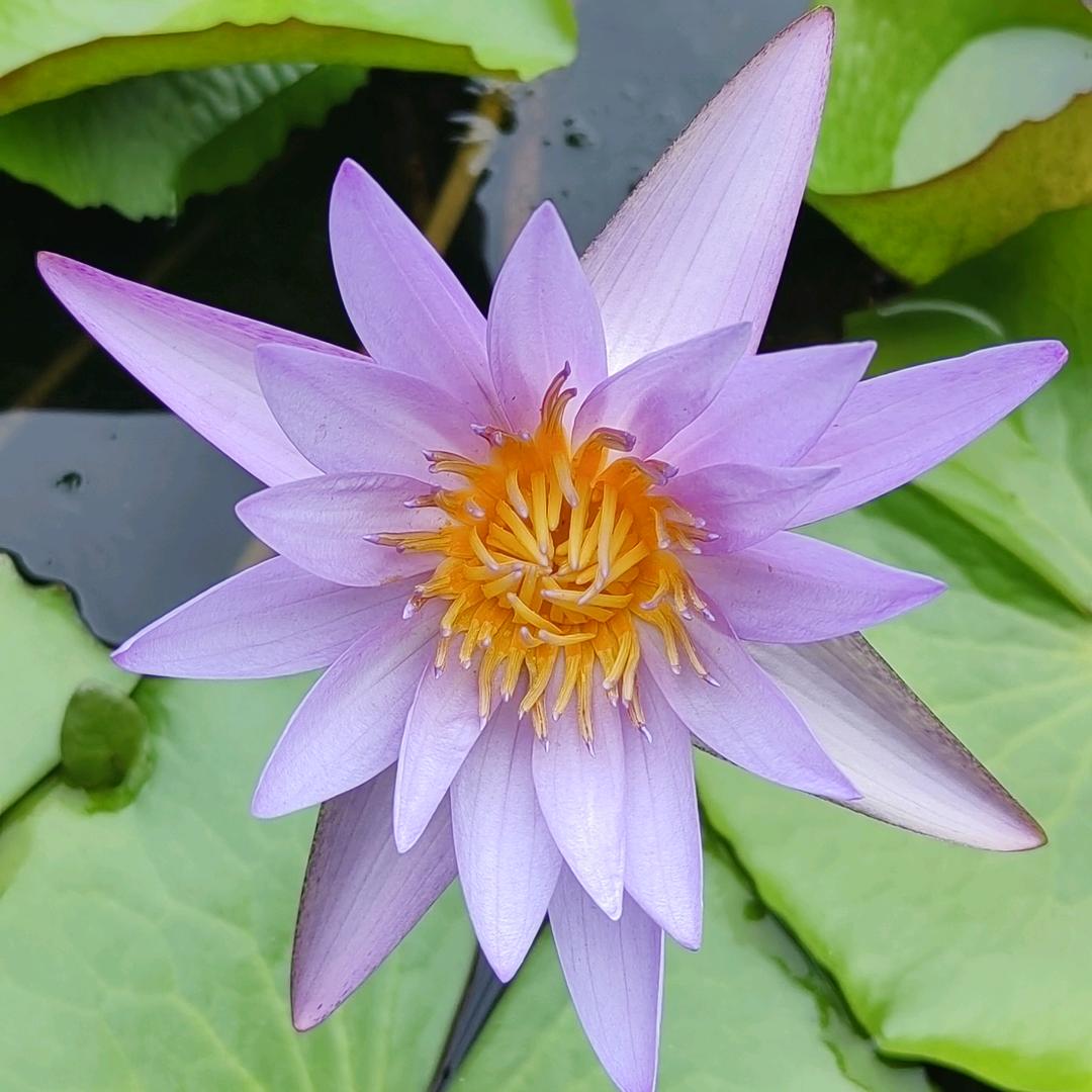 柏阿姨（好物分享）