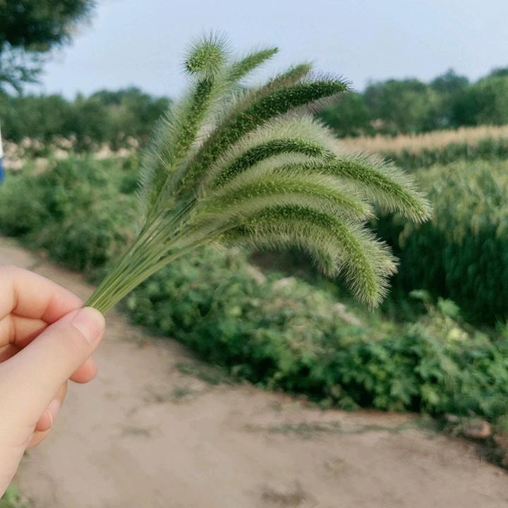 小叶