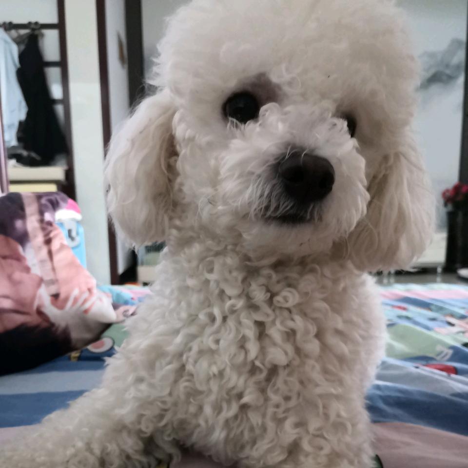 让我开心的豆豆，狗