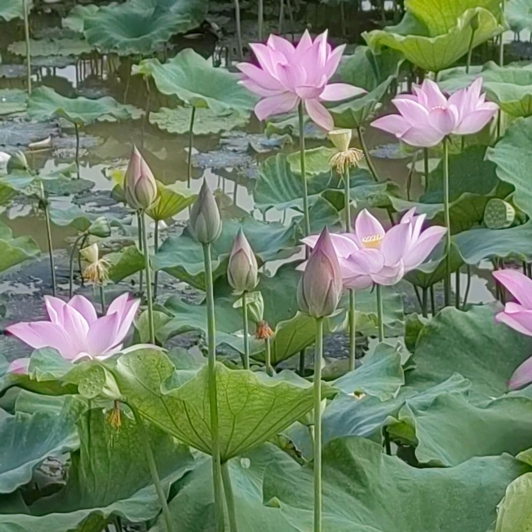 黄家三姐
