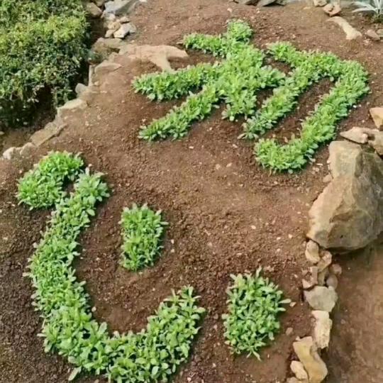 留如意🇨🇳🌹💌