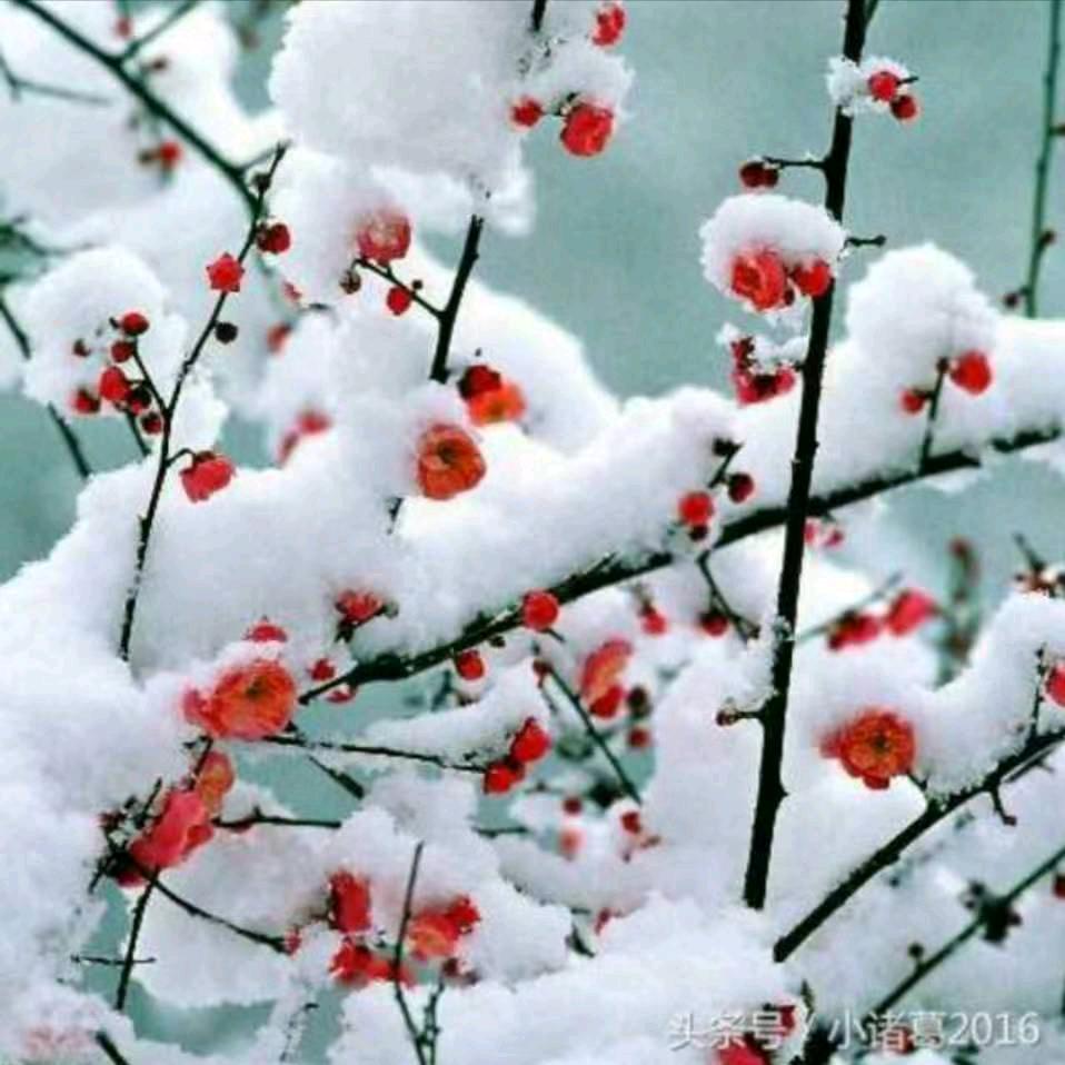 静待花开