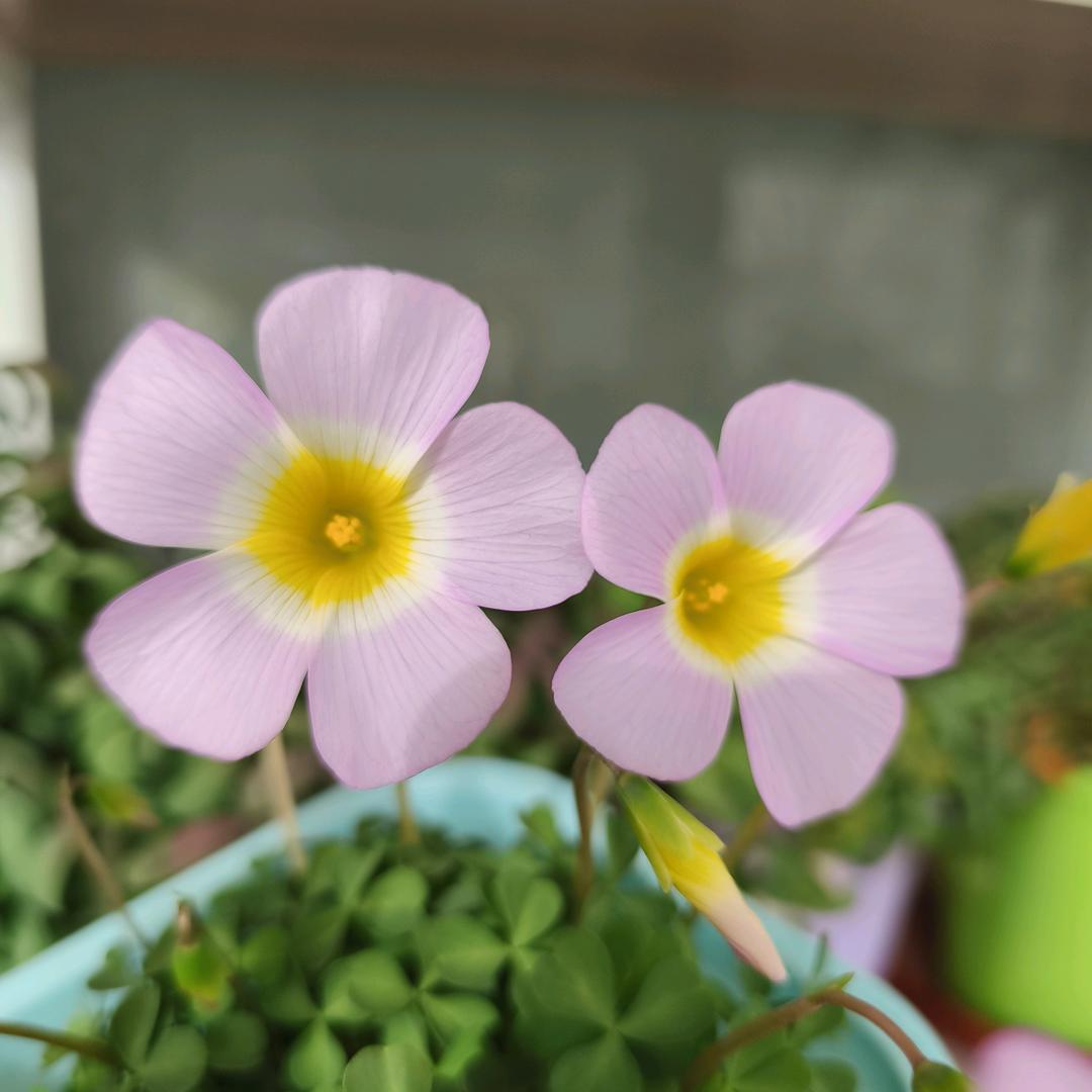 🌷曼希的花园