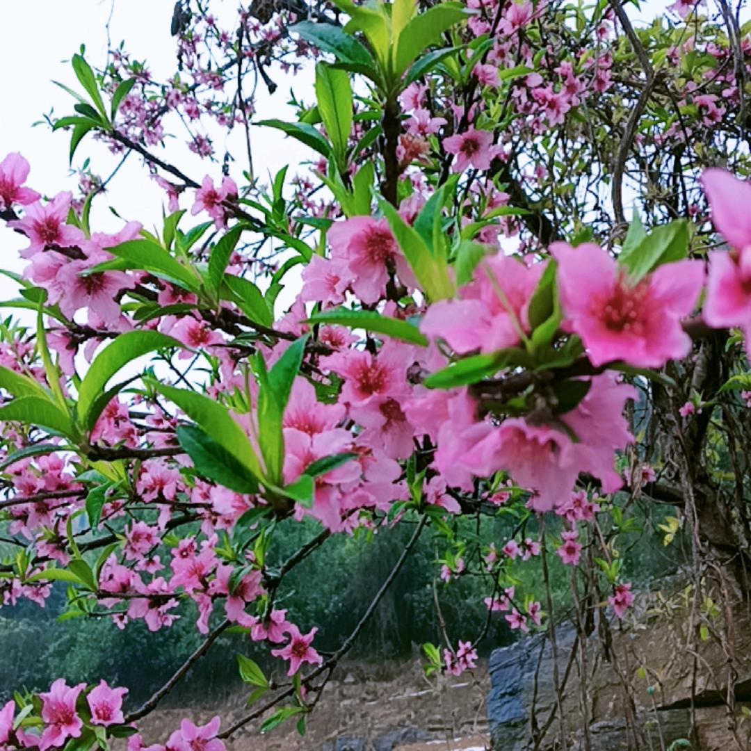 飘飘，一路顺风