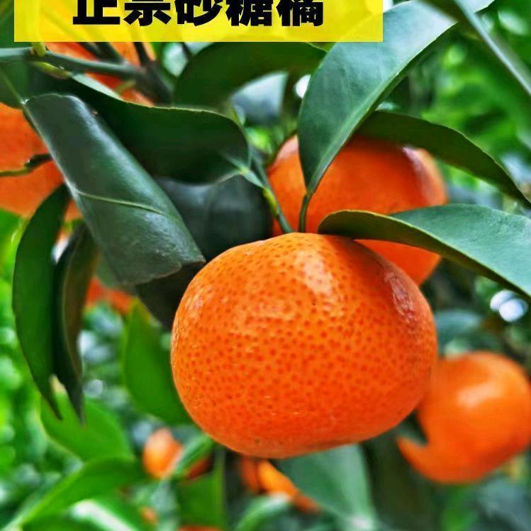 桂北阿涛柑橘代办代发