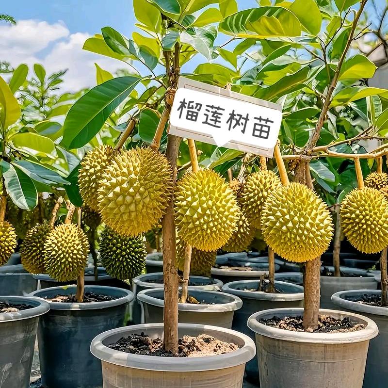 财到家苗木基地