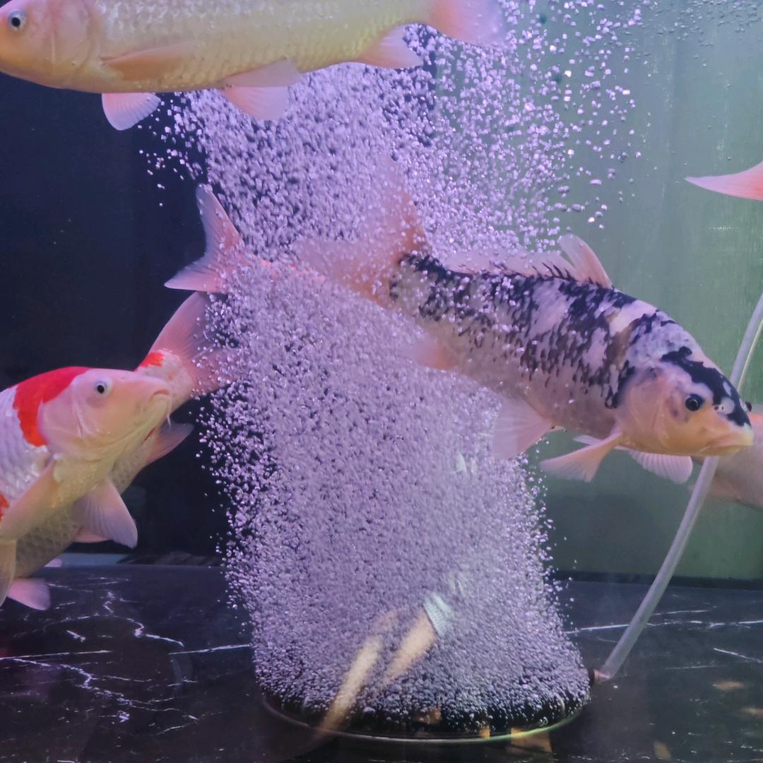 旗鲤水族旗舰店