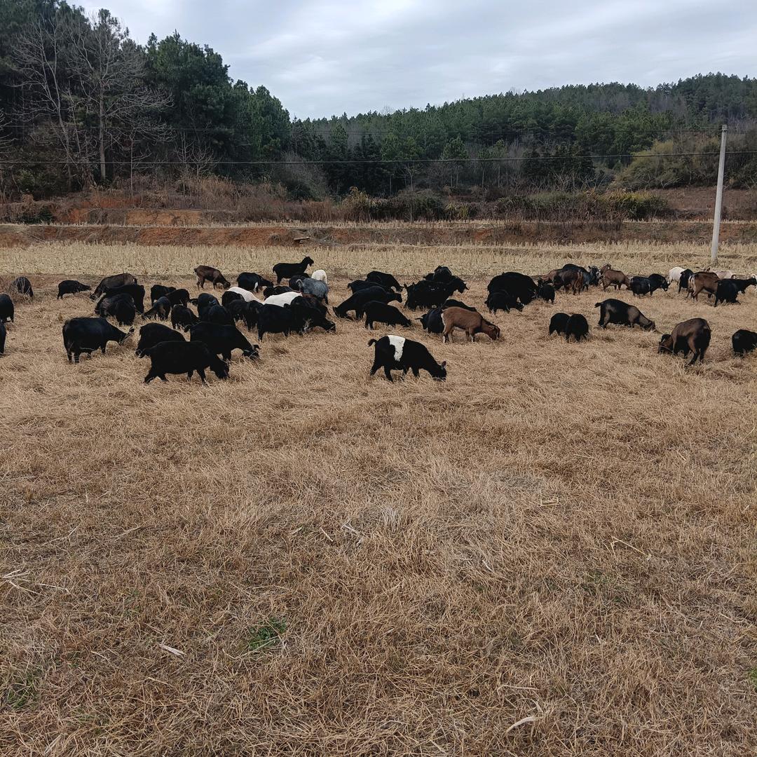 卖种羊（羊肉）