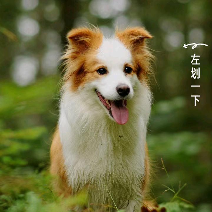 小狗👻