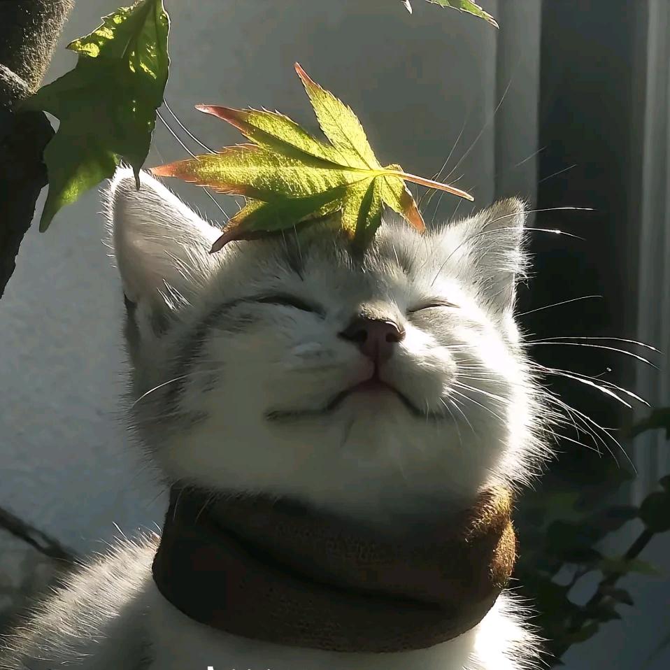 大王大王