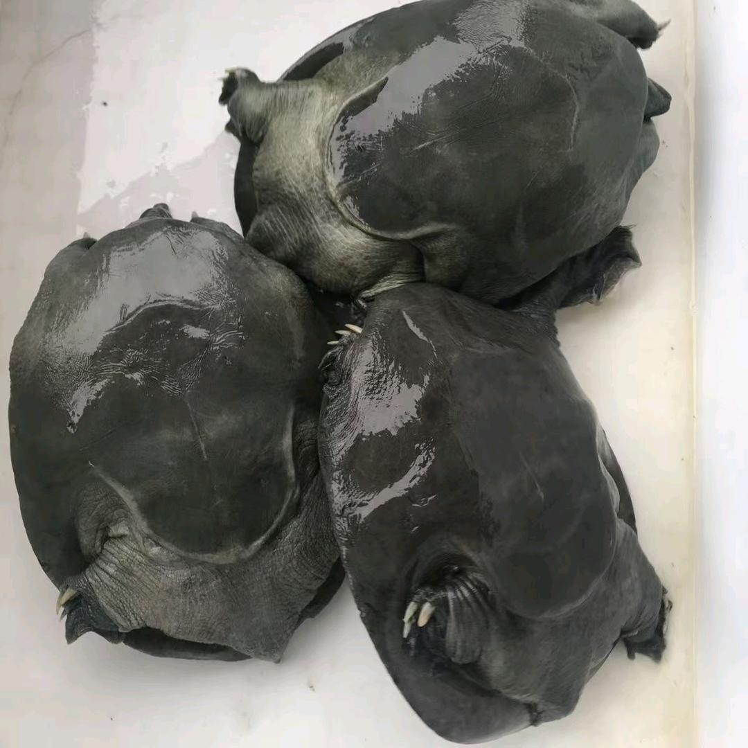 大刘哥乌鳖养殖基地