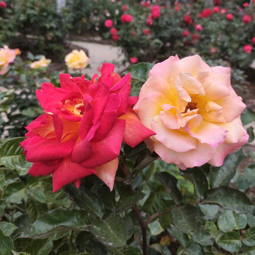 ₍₍Ϡ(੭ི༏梦醒花落ᖫྀ)੭✧⃛