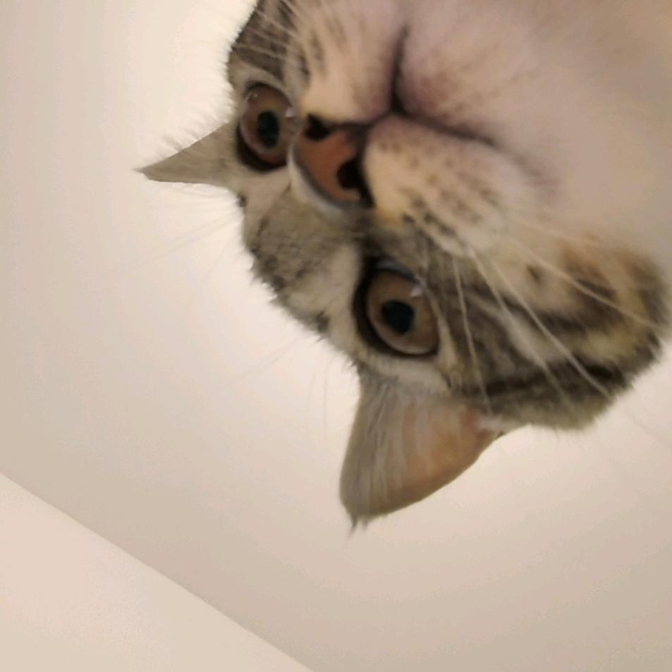 小猪皮杰