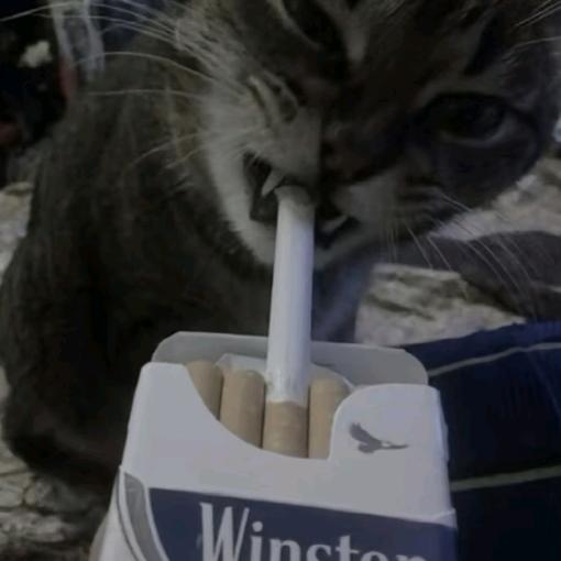 什么？是什么？（交友私信版）