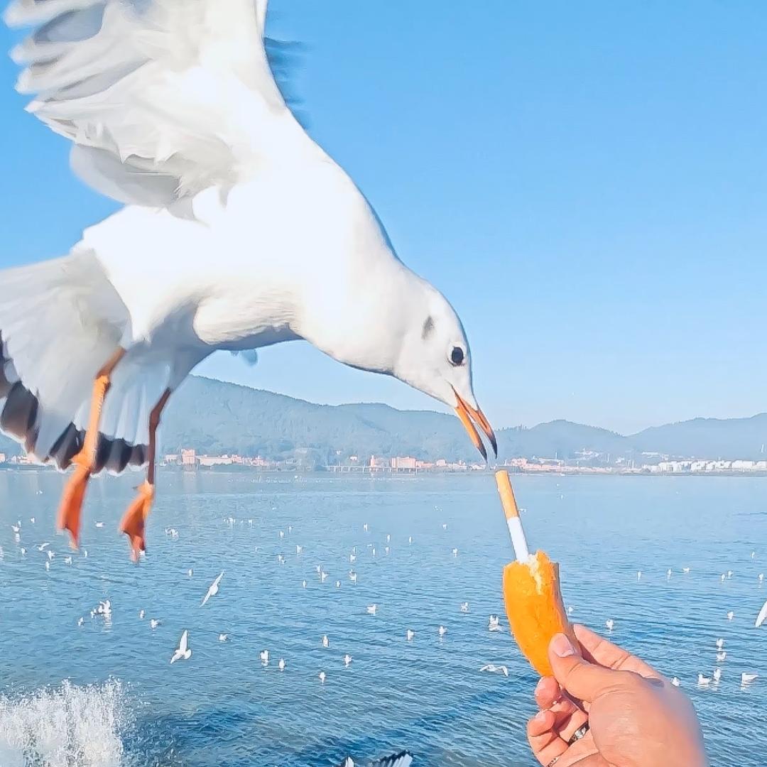 去码头整点薯条吧