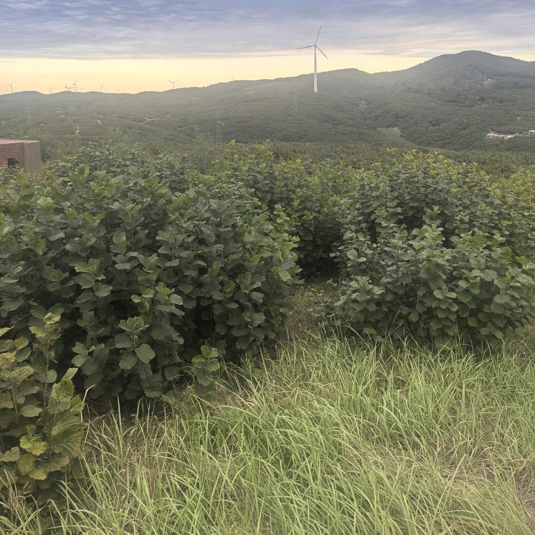 东北中星鑫干果