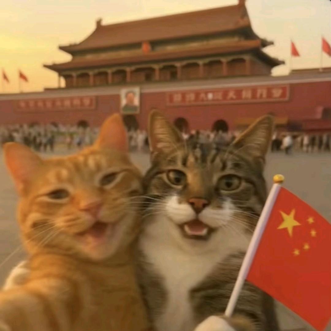 快乐猫猫