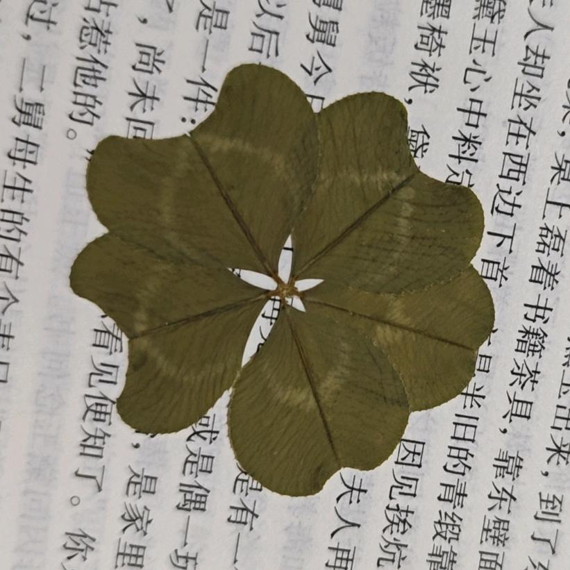 小丁爱樱花🌸