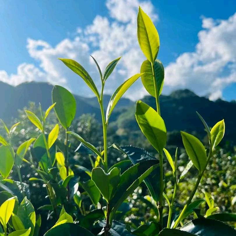 粤茗