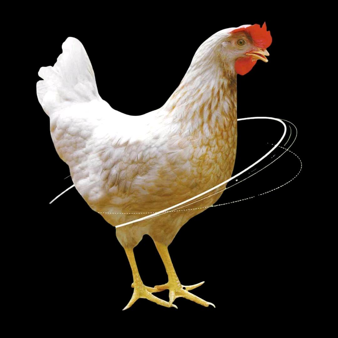 邯郸市万鸣禽业   闫国淏