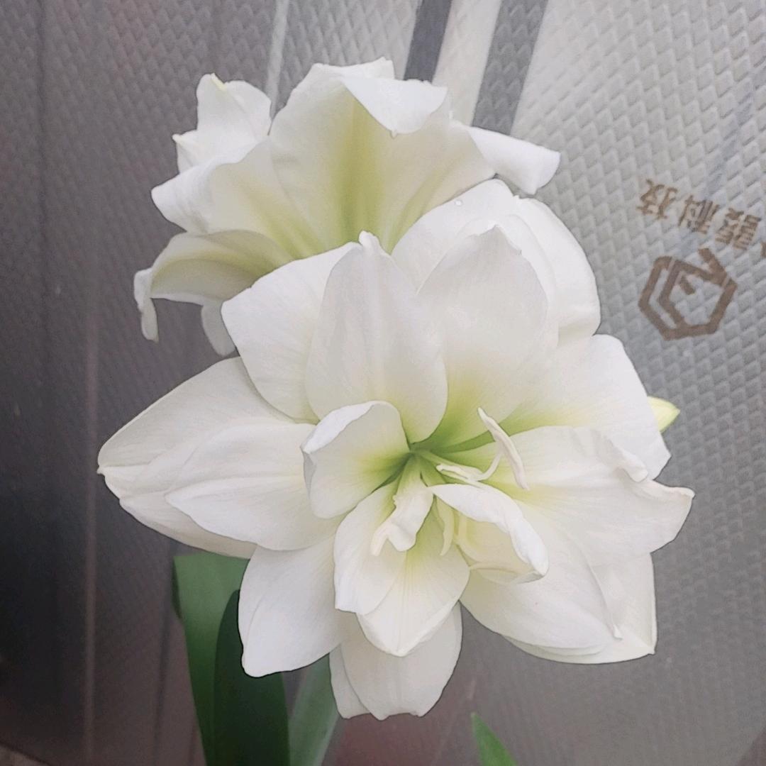 青青子衿，🌺🌺🌺🌺悠悠我心