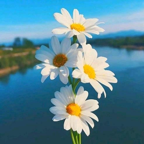 ₅²⁰  樊花似锦 ¹³₁₄