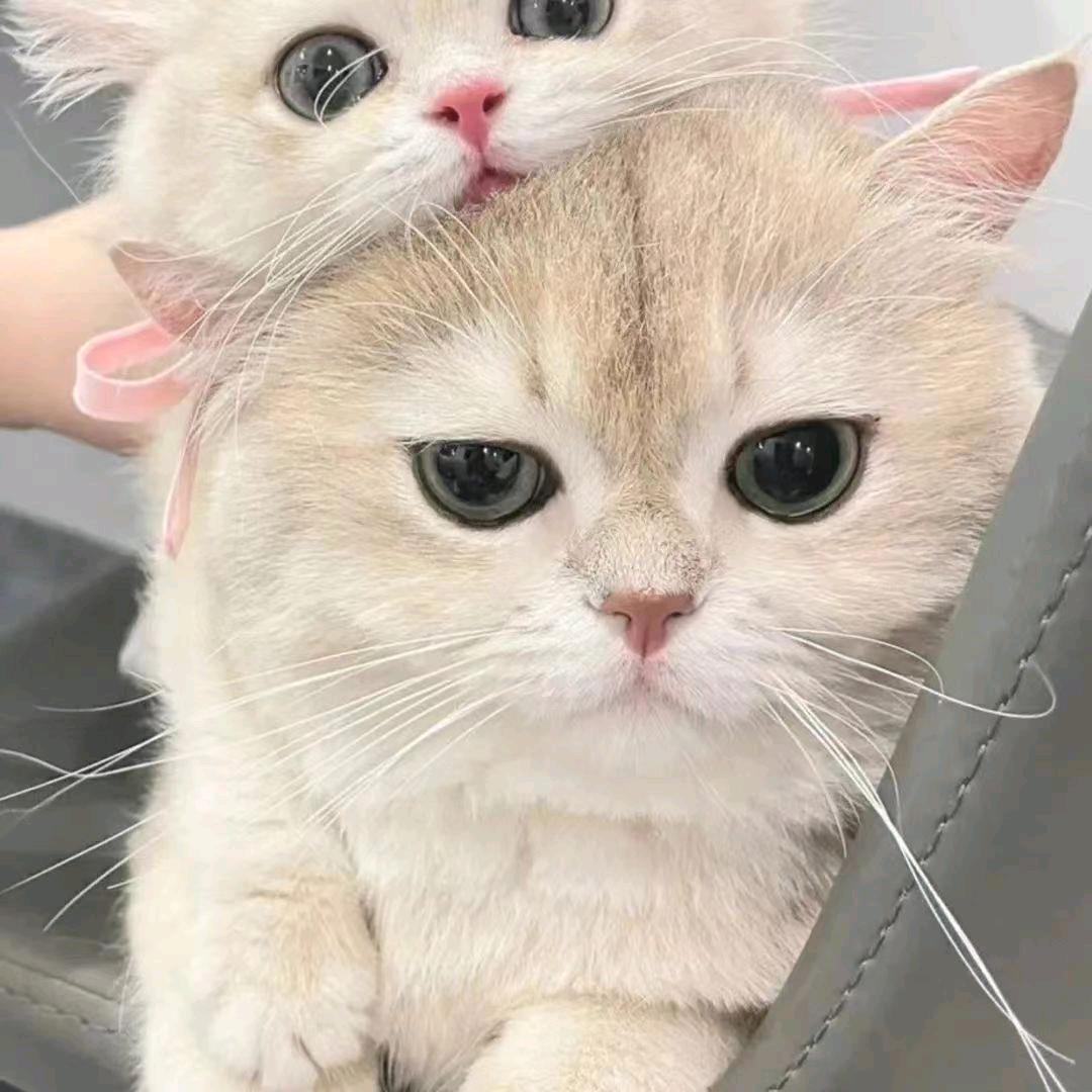 龙猫猫
