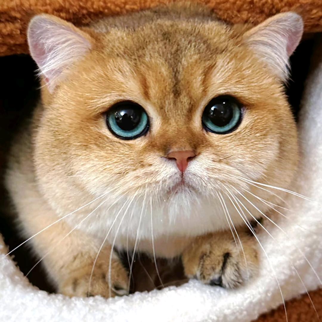 瓜瓜是只猫