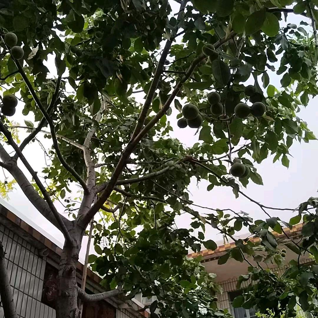 张— —