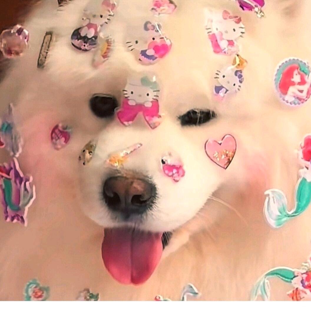 皇帝の眼泪🍮