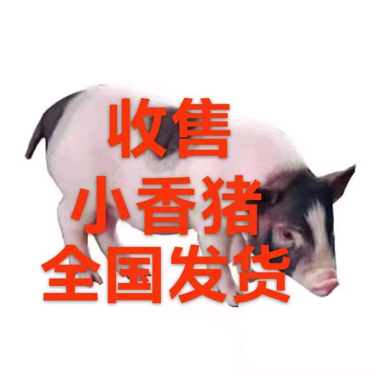亳州市程薛香猪养殖家庭农场