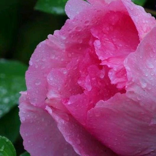 花老大