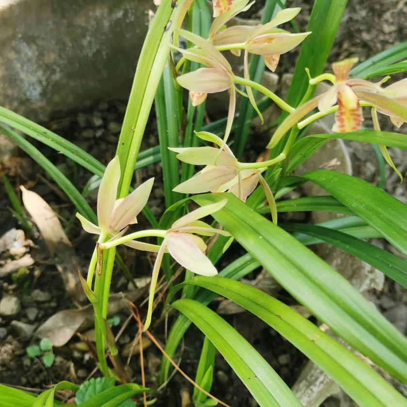 重庆特色烤鱼烧烤。