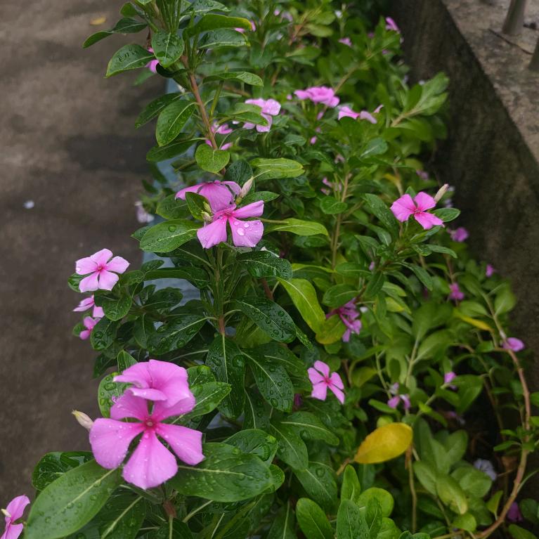 宜春市德和沁园早阳肉包店