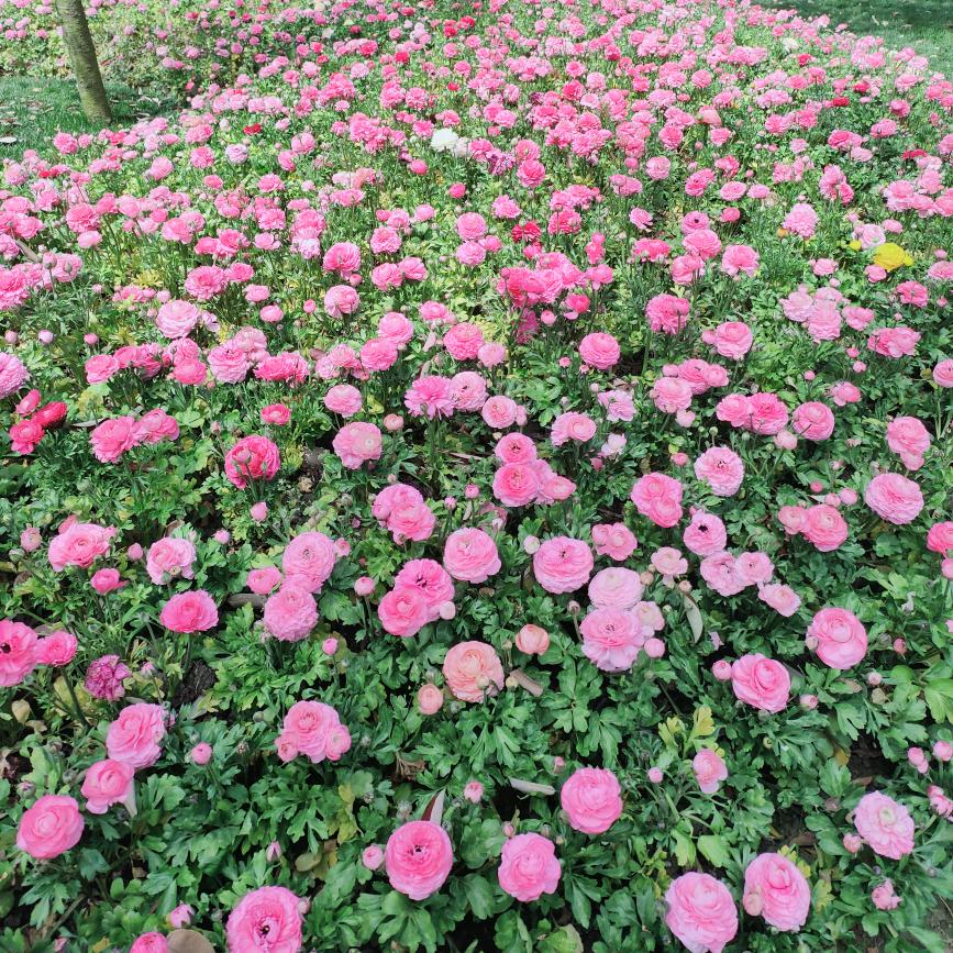 紫薇花🌸🌸开