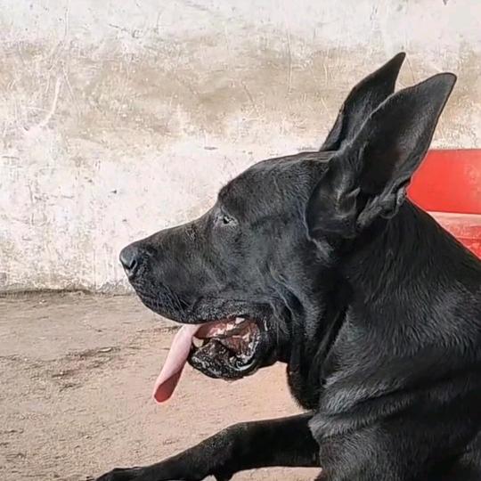 精品黑狼犬
