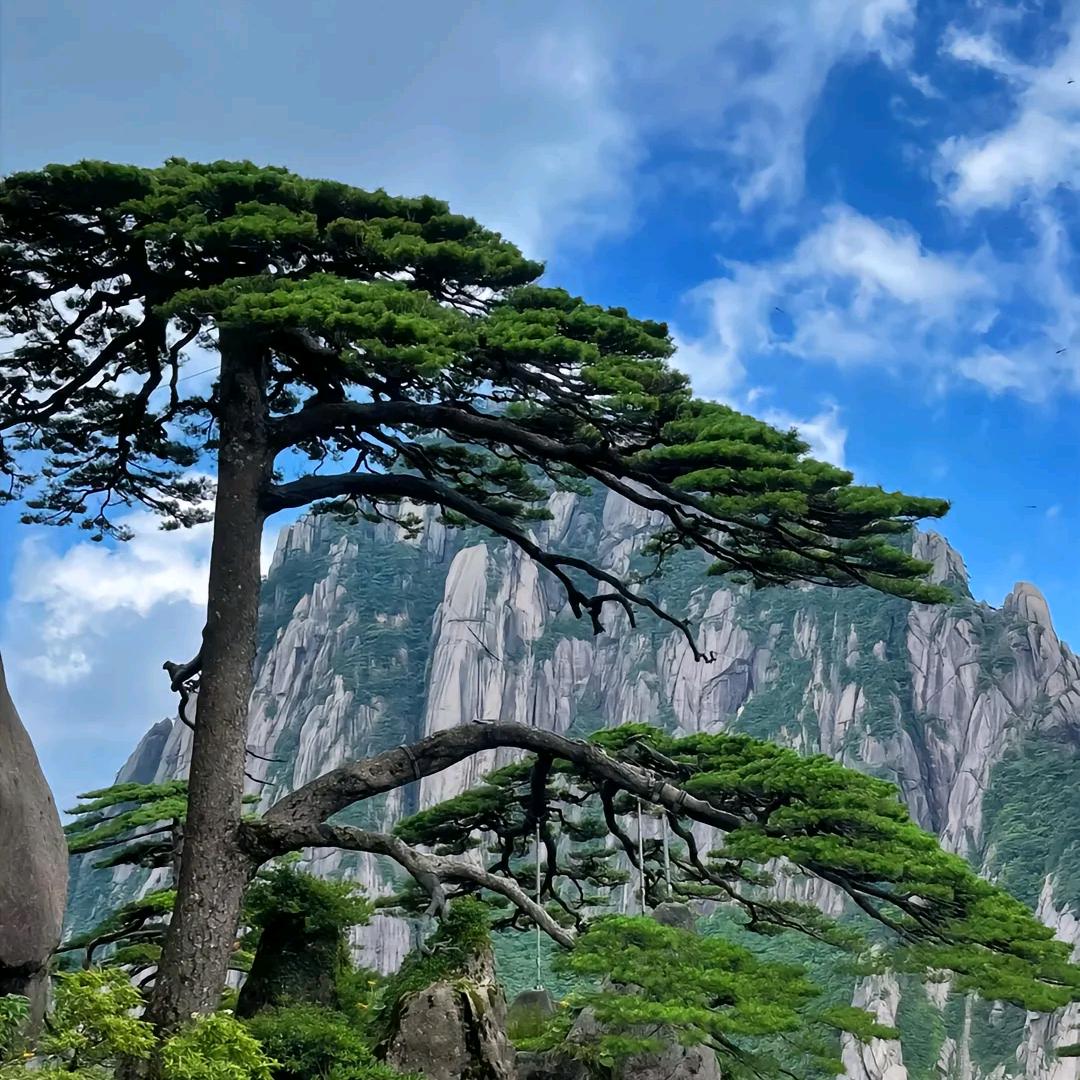 木魁天下🤝国家储备林