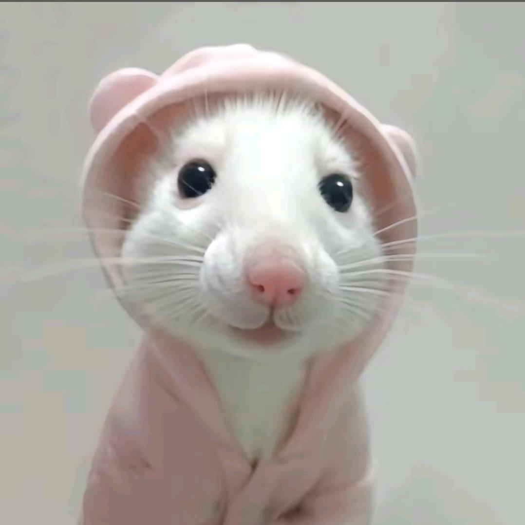 小羊吖🐑