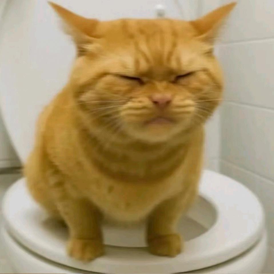 小猫的奶油粥🦋