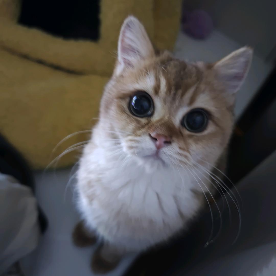 石家庄月亮老师