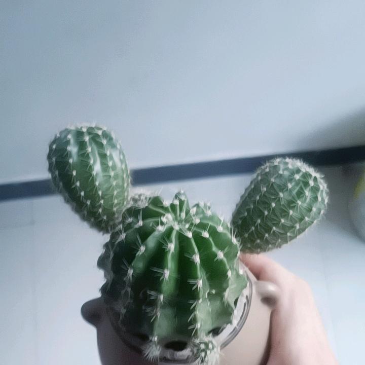 蒺藜哥