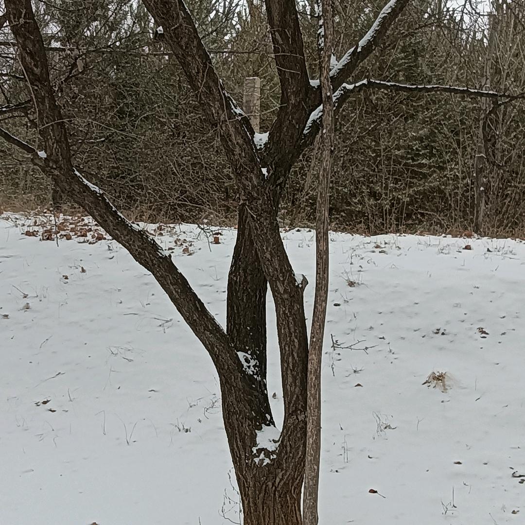 雪.(佳人)