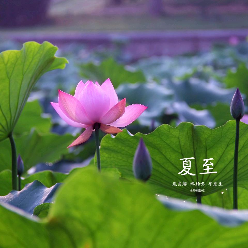 范翠芳